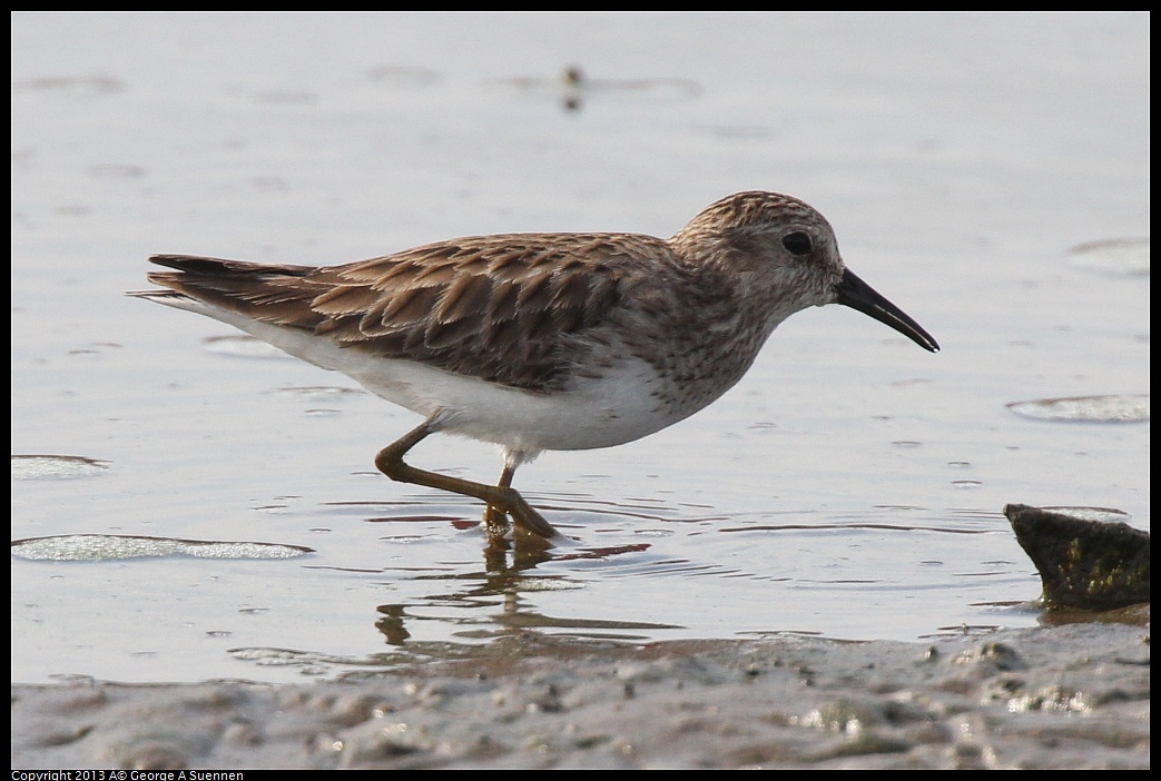 0216-140645-02.jpg - Lesser Sandpiper