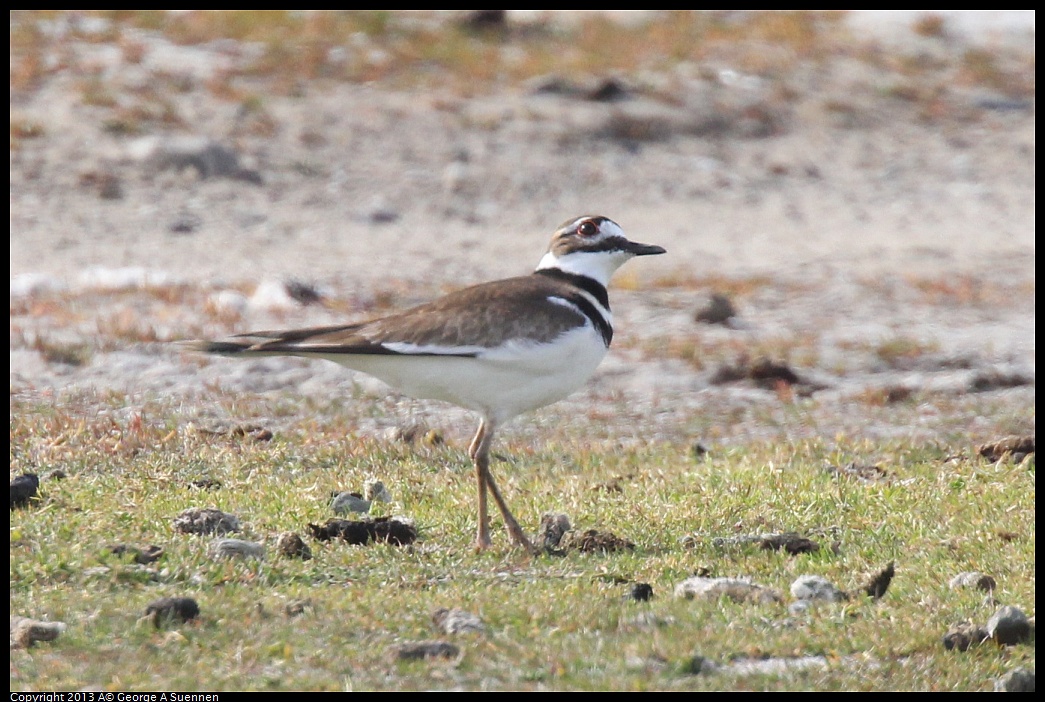 0216-140654-02.jpg - Killdeer