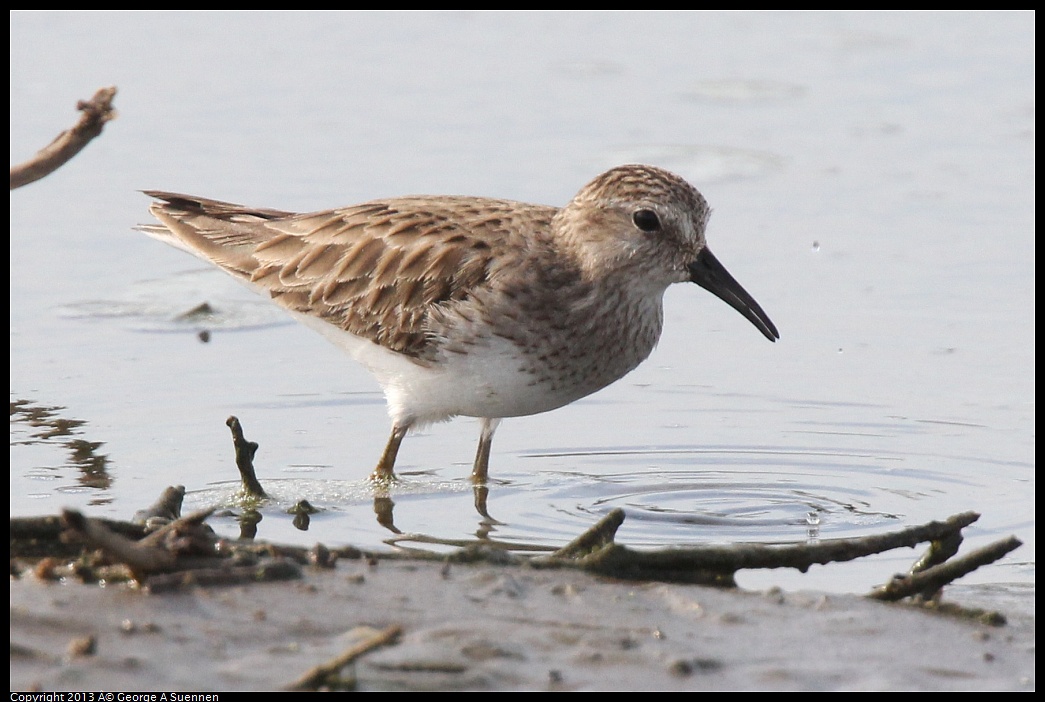 0216-140706-02.jpg - Lesser Sandpiper