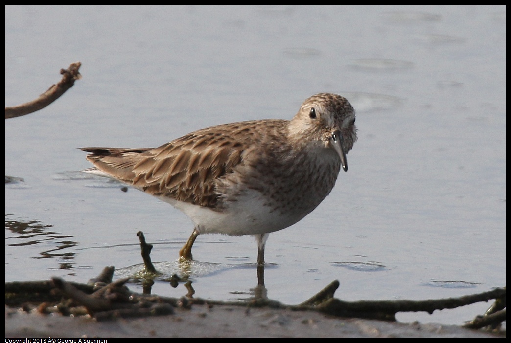 0216-140707-03.jpg - Lesser Sandpiper