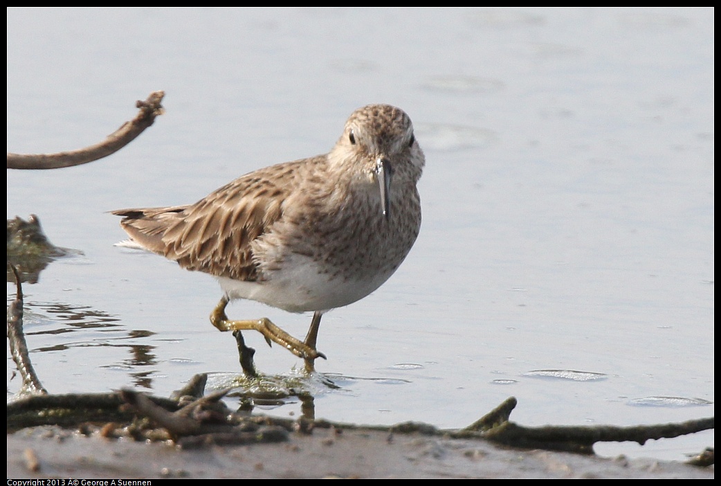 0216-140711-01.jpg - Lesser Sandpiper