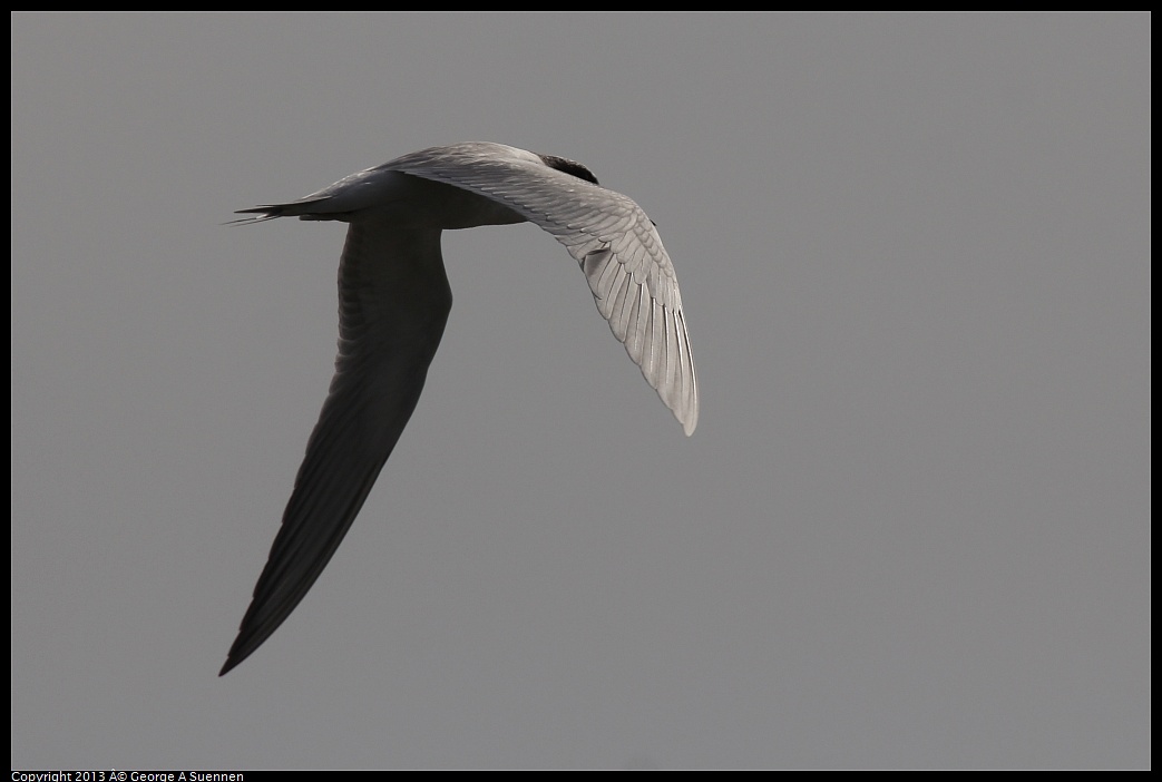 0216-123333-05.jpg - Foster's Tern