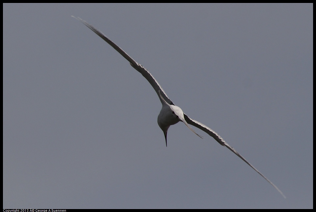 0216-123340-06.jpg - Foster's Tern