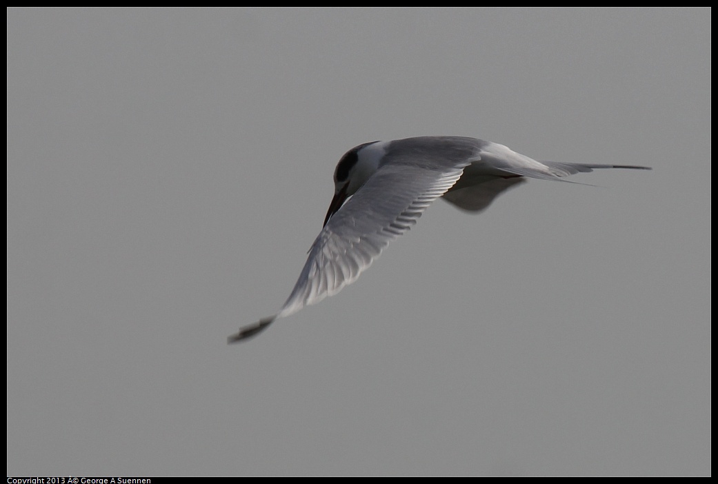 0216-123410-01.jpg - Foster's Tern