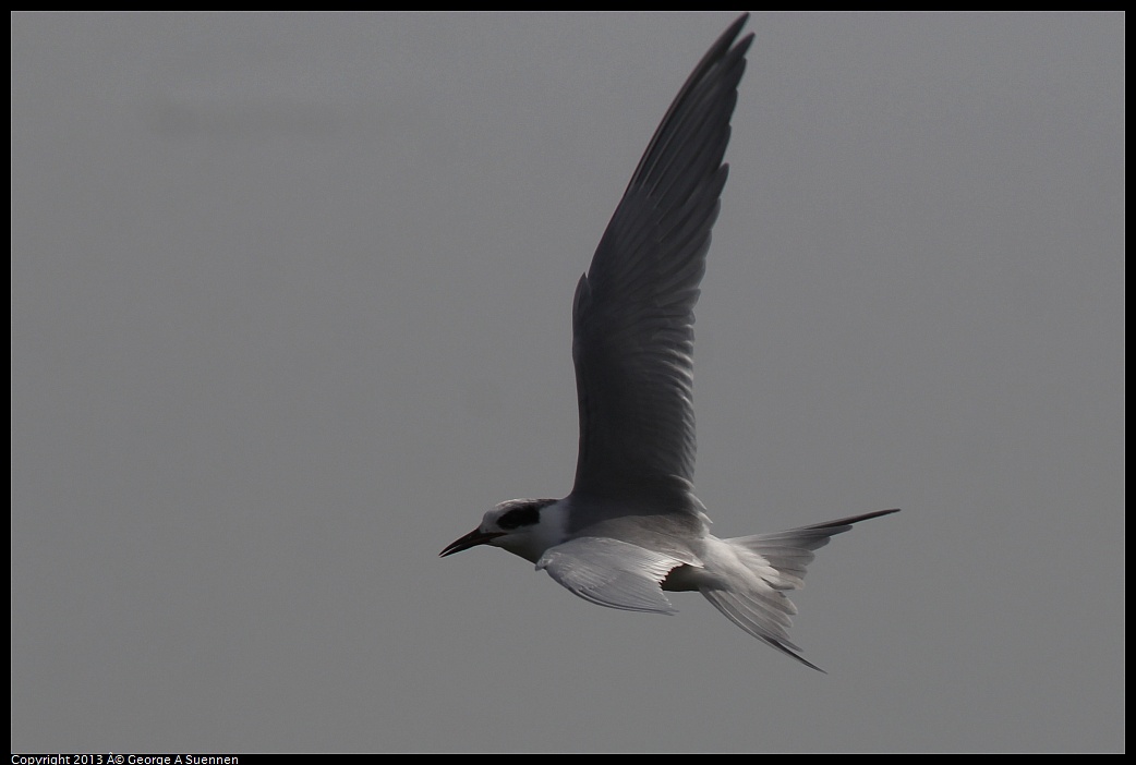 0216-123410-04.jpg - Foster's Tern