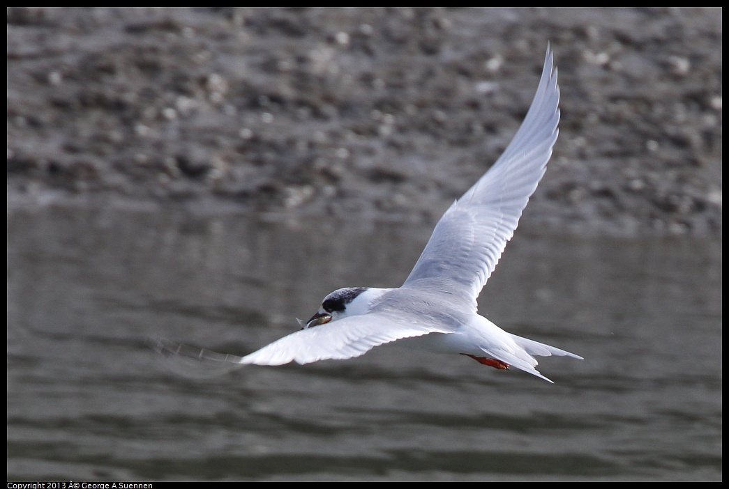 0216-123423-01.jpg - Foster's Tern