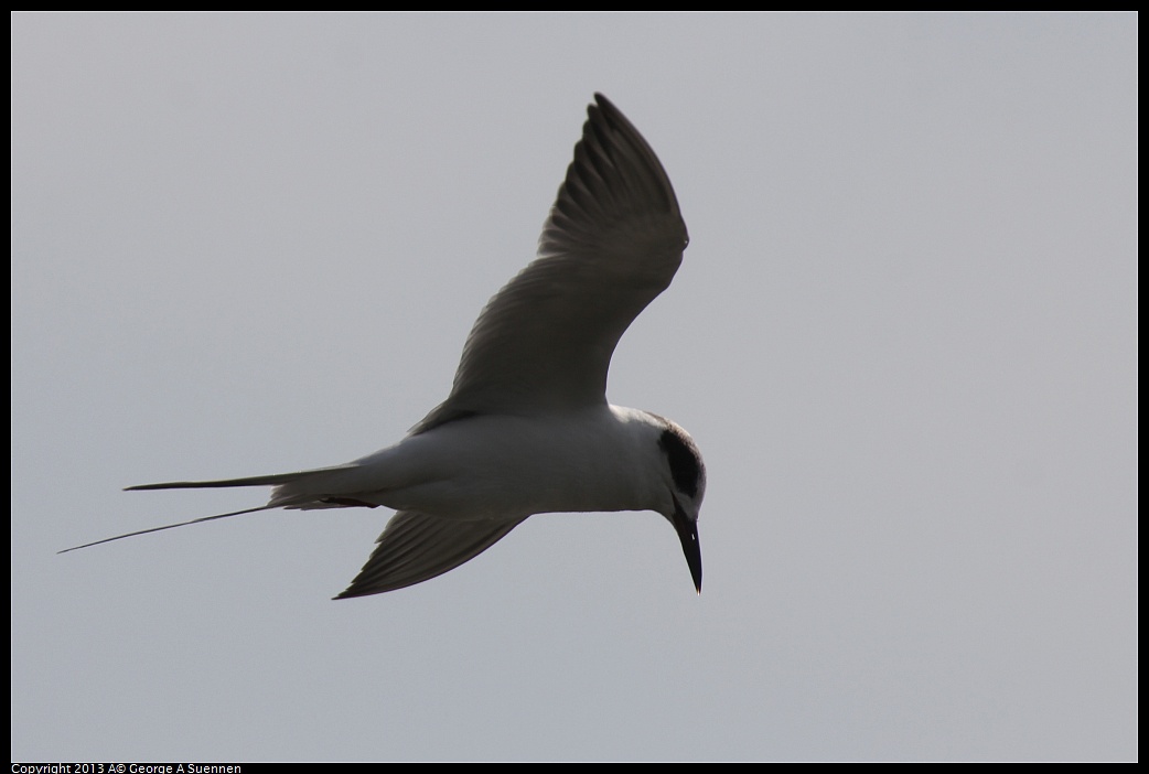 0216-123453-05.jpg - Foster's Tern