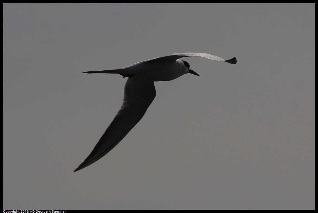 0216-123500-01.jpg - Foster's Tern