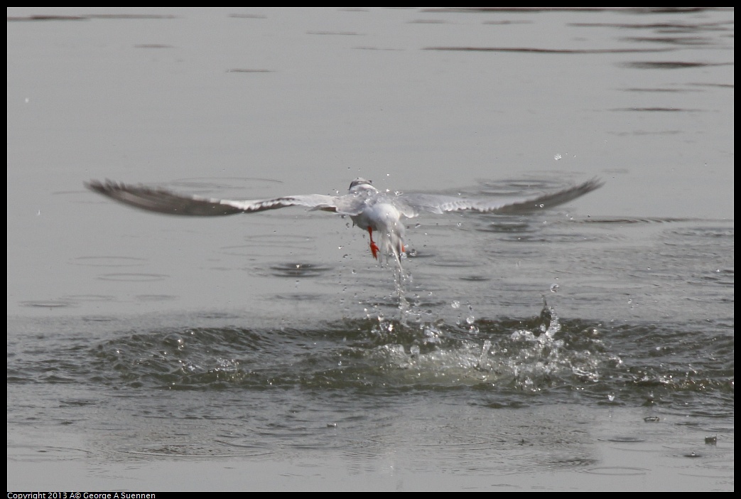 0216-123544-02.jpg - Foster's Tern