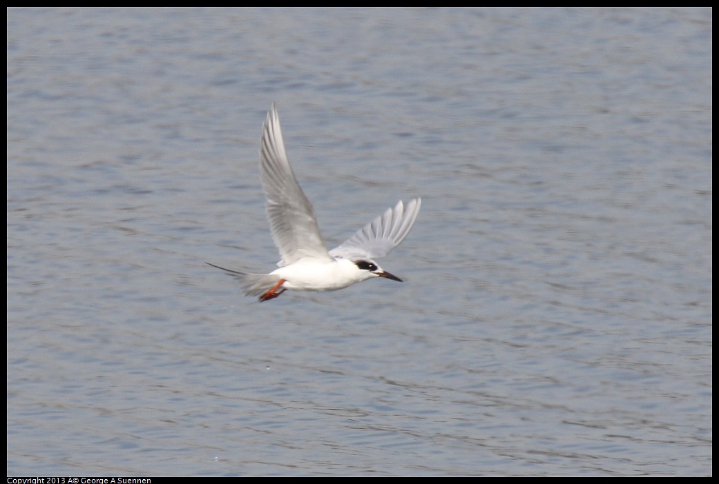 0216-133507-01.jpg - Foster's Tern