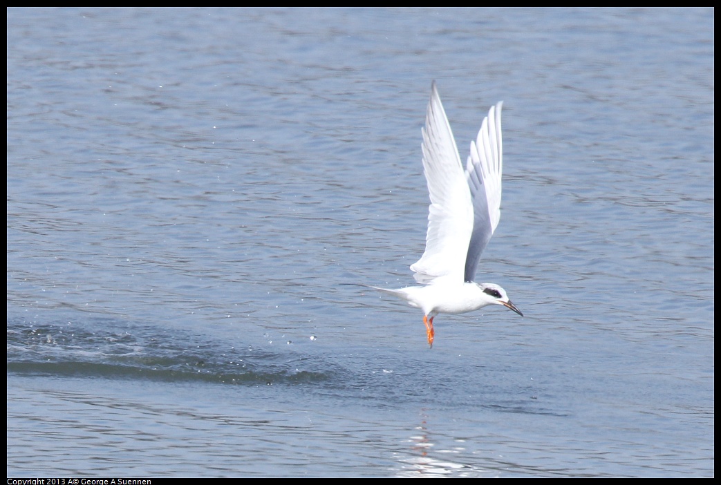 0216-133516-03.jpg - Forster's Tern