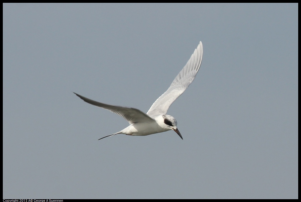 0216-133630-02.jpg - Forster's Tern