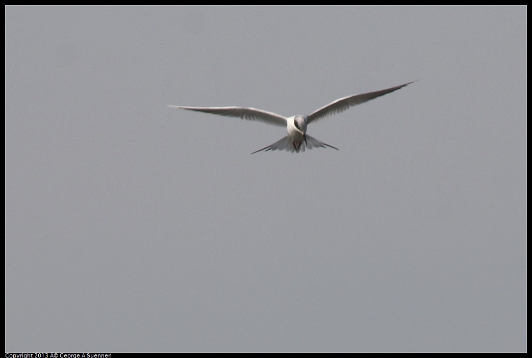 0216-133826-05.jpg - Forster's Tern