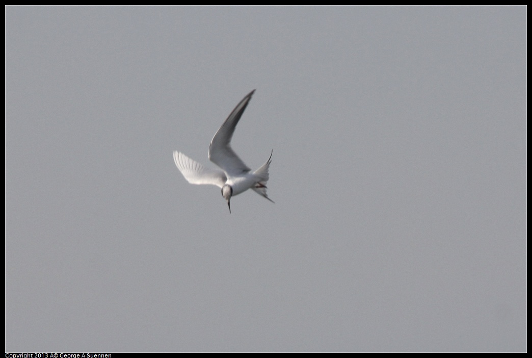 0216-133826-06.jpg - Forster's Tern