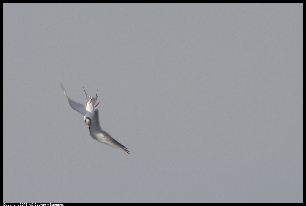 0216-133827-01.jpg - Forster's Tern