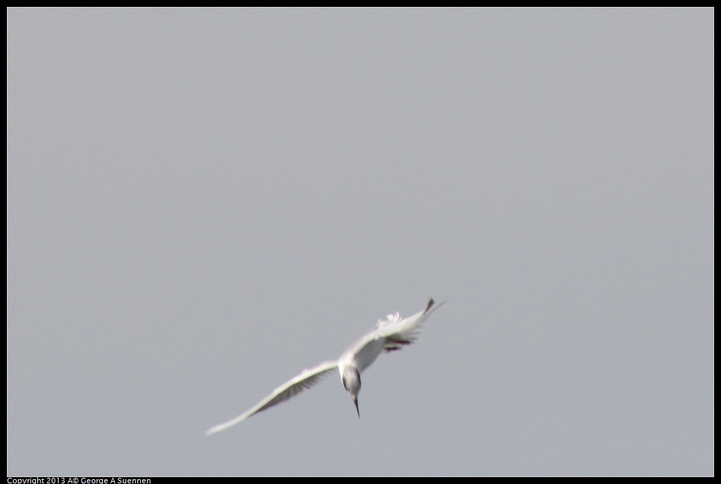 0216-133827-02.jpg - Forster's Tern