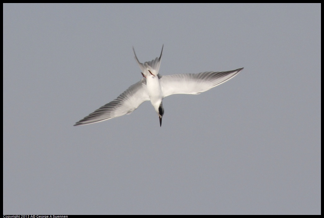 0216-134318-01.jpg - Forster's Tern