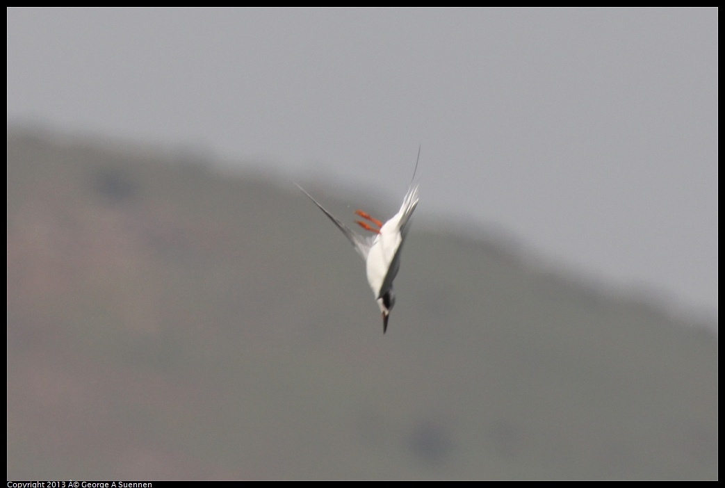 0216-134318-04.jpg - Forster's Tern