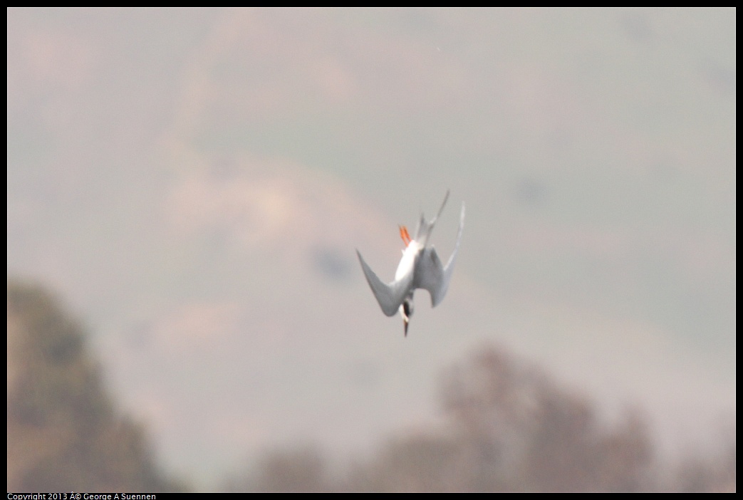 0216-134318-05.jpg - Forster's Tern