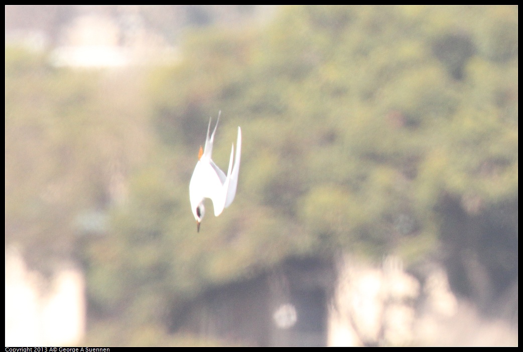 0216-134319-01.jpg - Forster's Tern