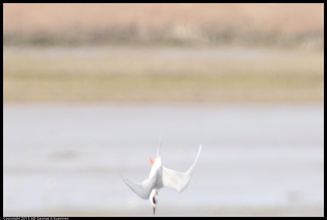 0216-134319-02.jpg - Forster's Tern