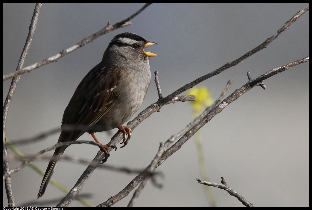 0216-093139-02.jpg - White-crowned Sparrow