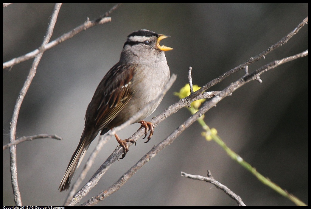 0216-093154-01.jpg - White-crowned Sparrow