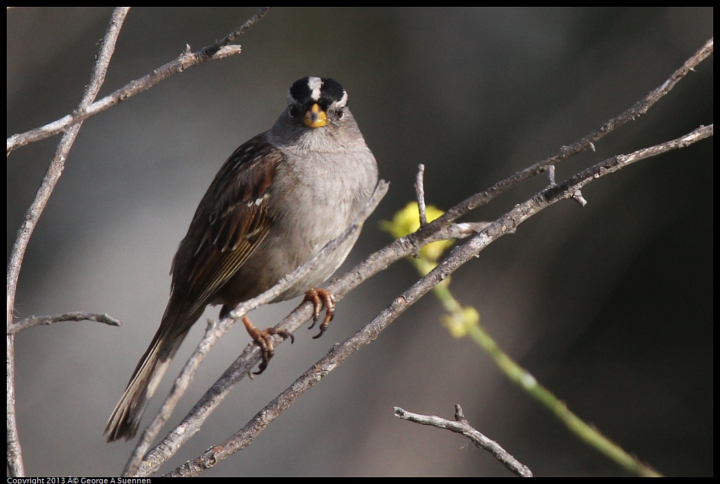 0216-093202-05.jpg - White-crowned Sparrow