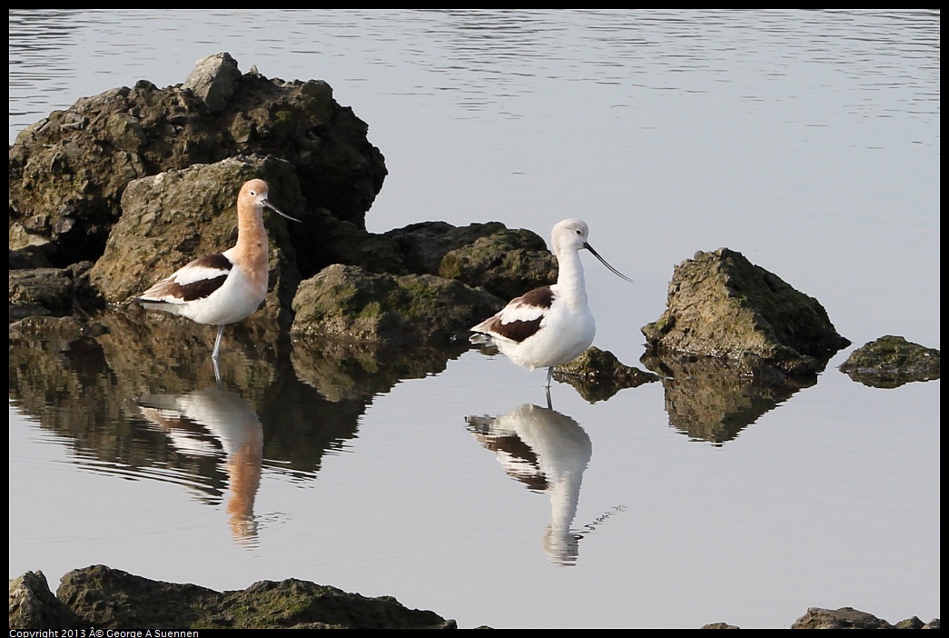 0216-093619-02.jpg - American Avocet