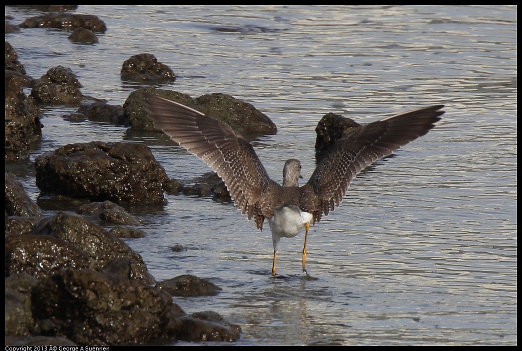 0216-093625-01.jpg - Greater Yellowlegs