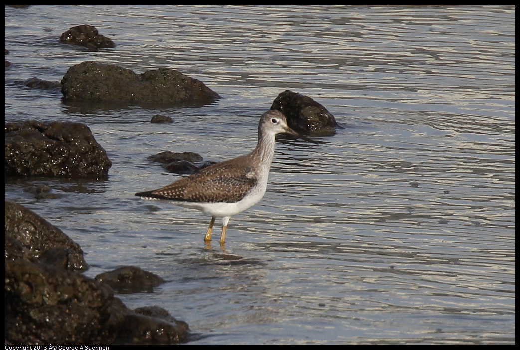 0216-093626-01.jpg - Greater Yellowlegs