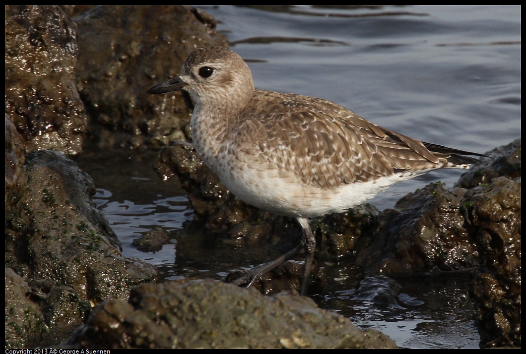 0216-093815-02.jpg - Black-bellied Plover