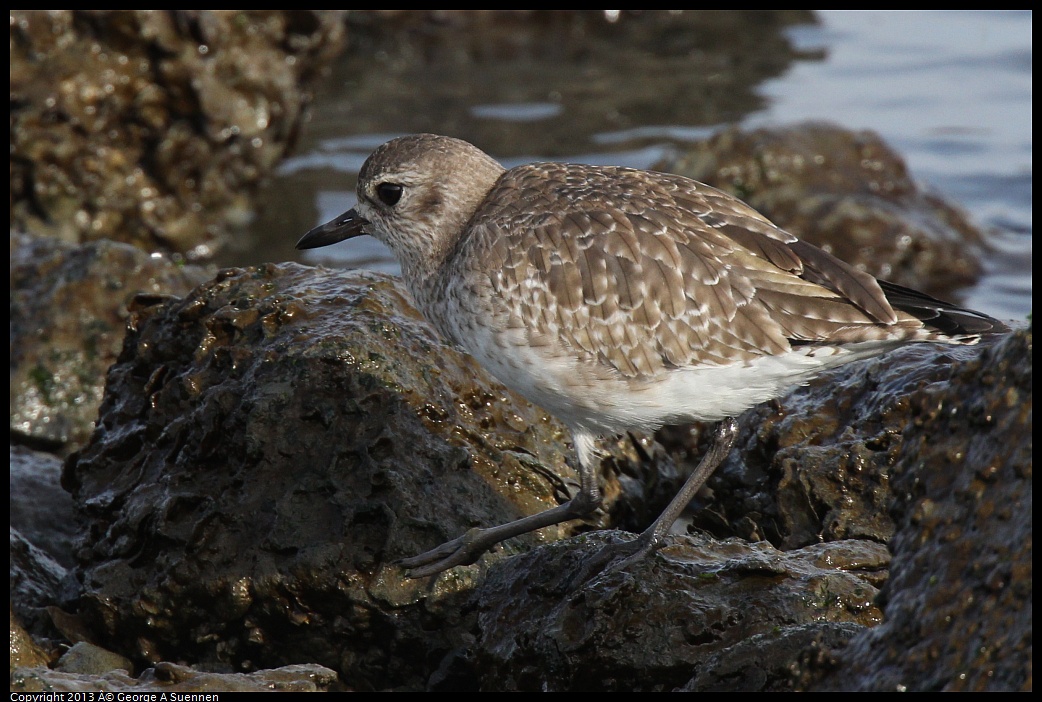 0216-093825-02.jpg - Black-bellied Plover