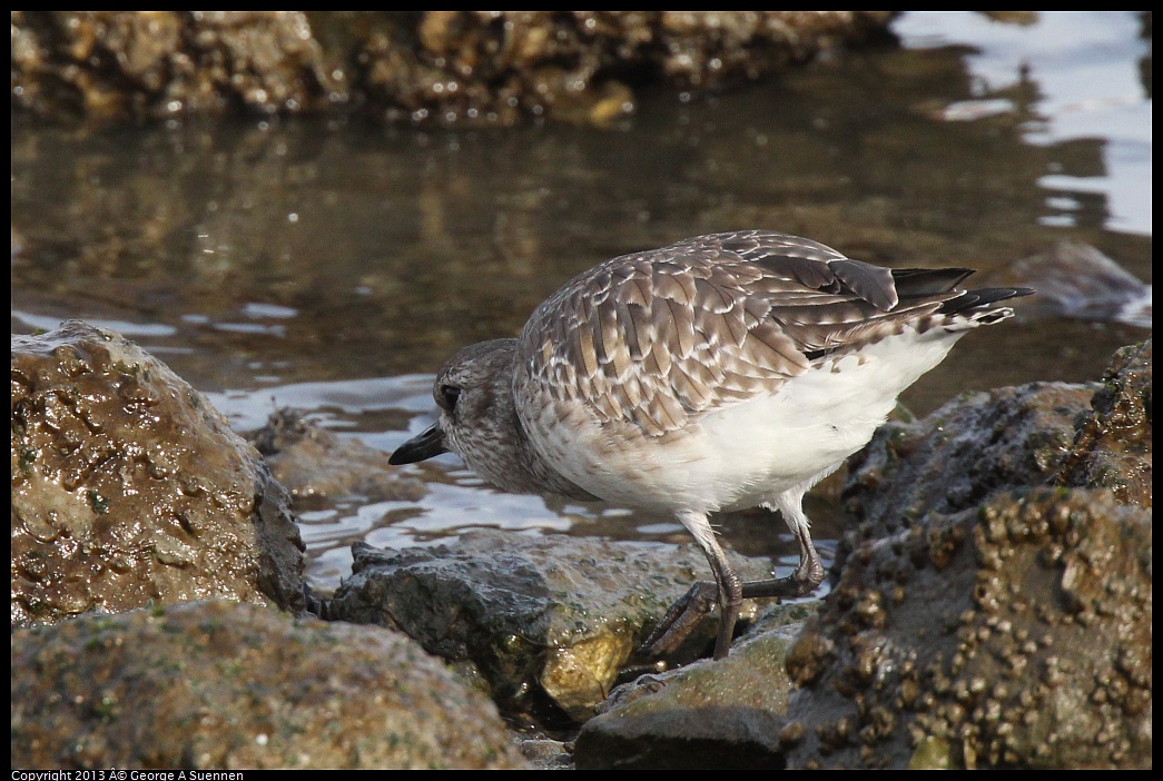 0216-093829-02.jpg - Black-bellied Plover