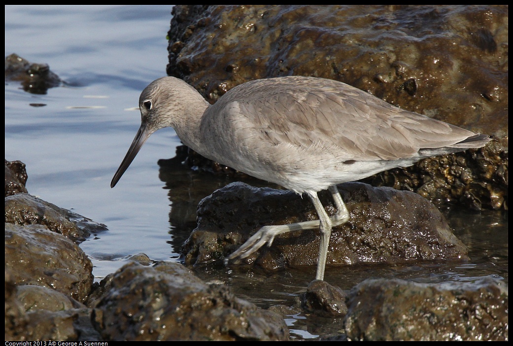 0216-093843-01.jpg - Willet