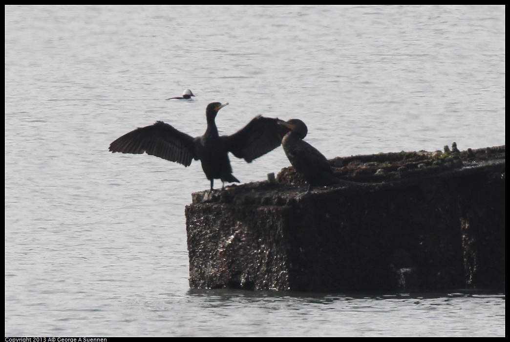 0216-093938-01.jpg - Double-crested Cormorant with Bufflehead