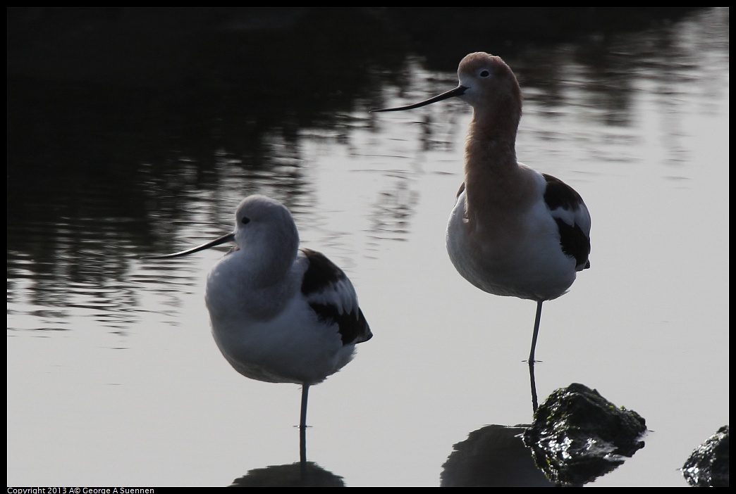 0216-094106-01.jpg - American Avocet