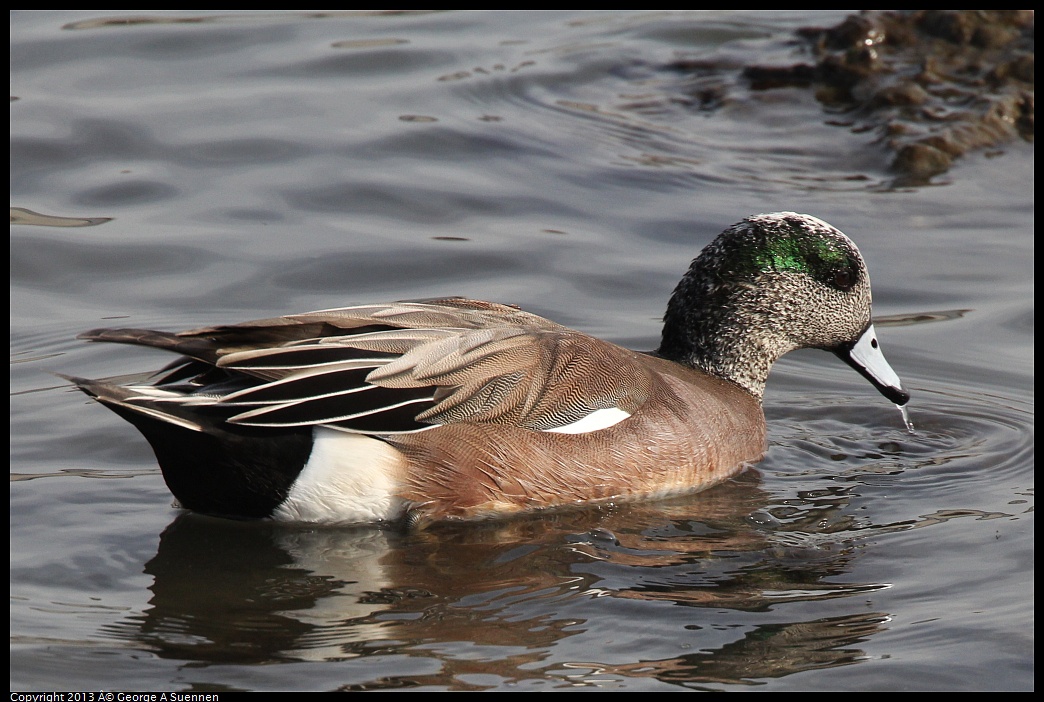 0216-094117-02.jpg - American Wigeon