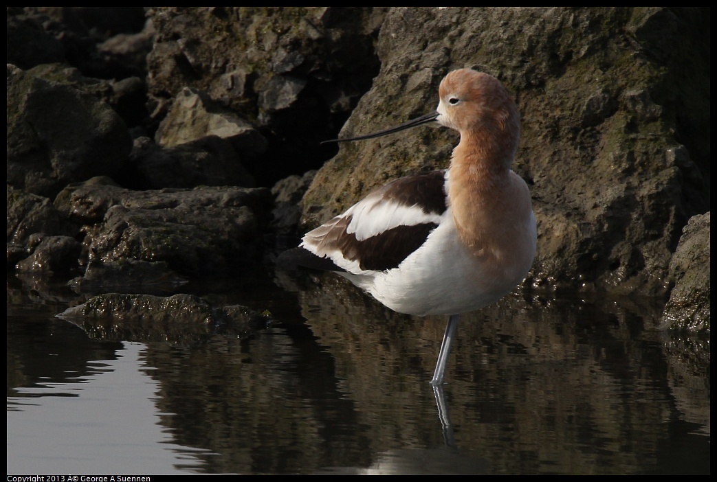 0216-094200-01.jpg - American Avocet