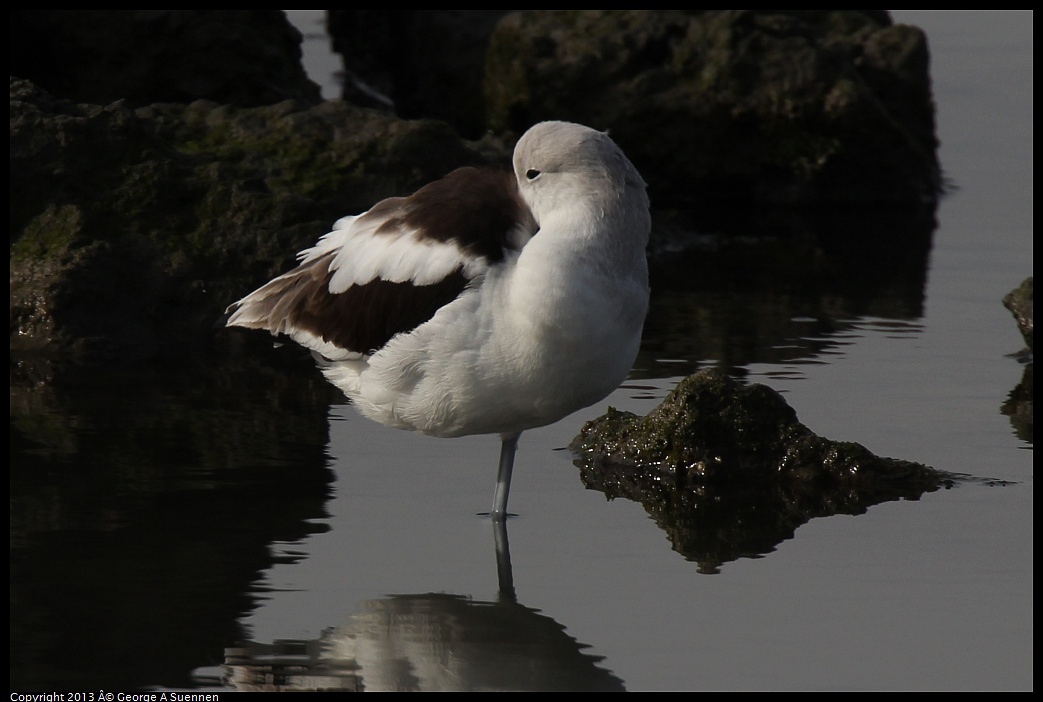 0216-094204-02.jpg - American Avocet