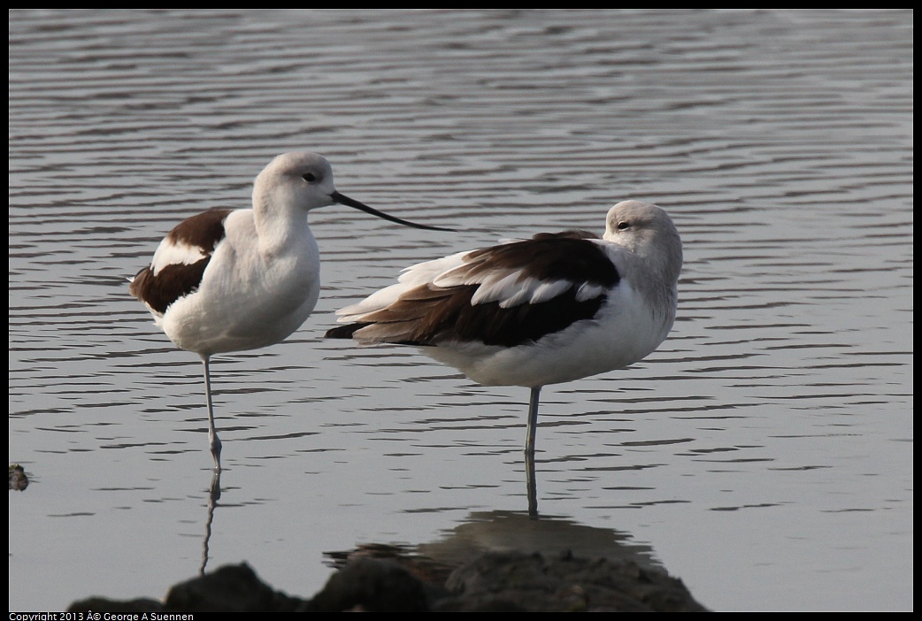 0216-094211-01.jpg - American Avocet