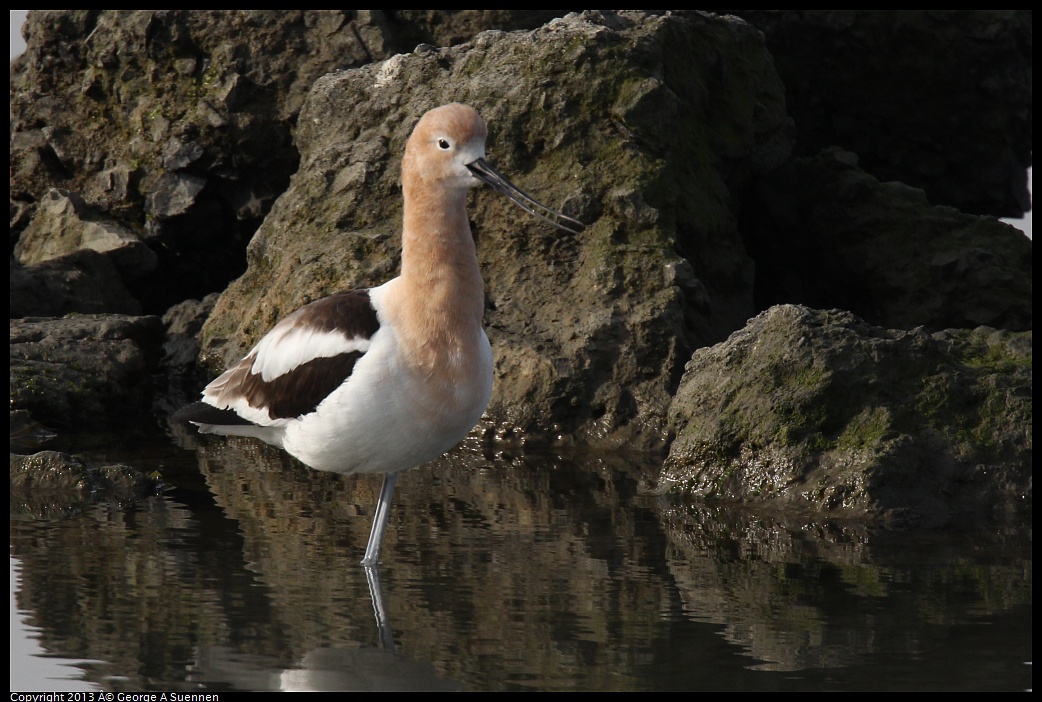 0216-094224-01.jpg - American Avocet