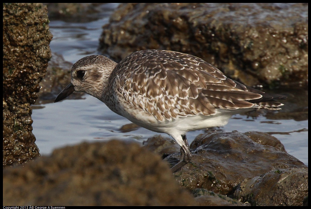 0216-094232-02.jpg - Black-bellied Plover