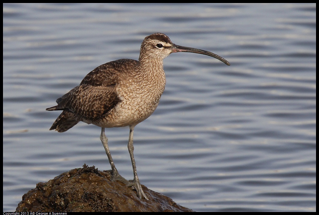 0216-094245-02.jpg - Whimbrel