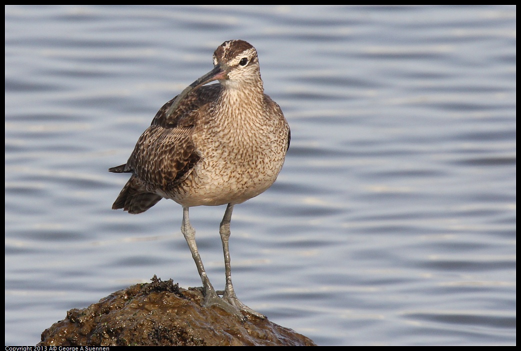 0216-094247-01.jpg - Whimbrel