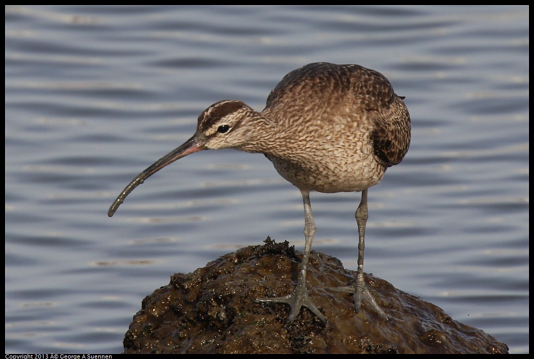 0216-094249-02.jpg - Whimbrel