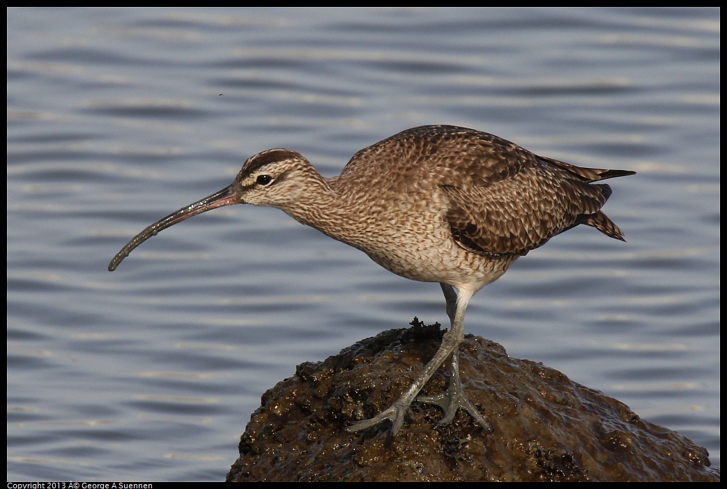 0216-094250-01.jpg - Whimbrel