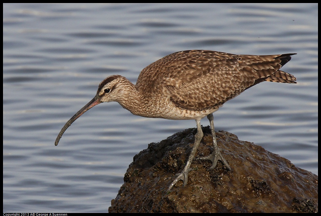 0216-094250-05.jpg - Whimbrel