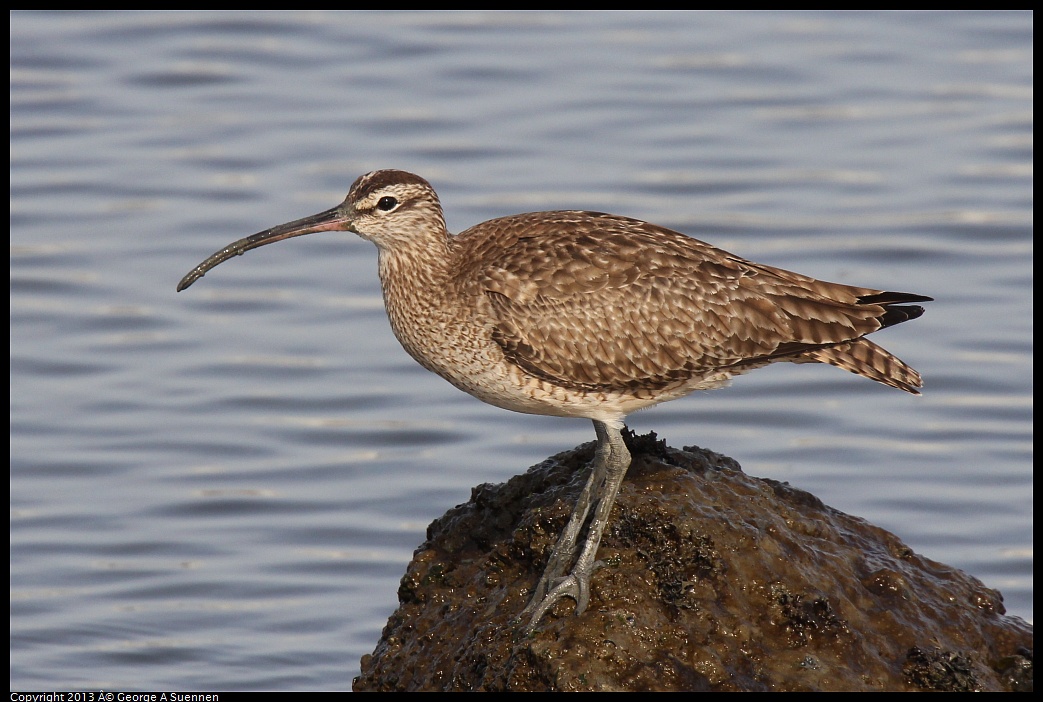 0216-094254-01.jpg - Whimbrel