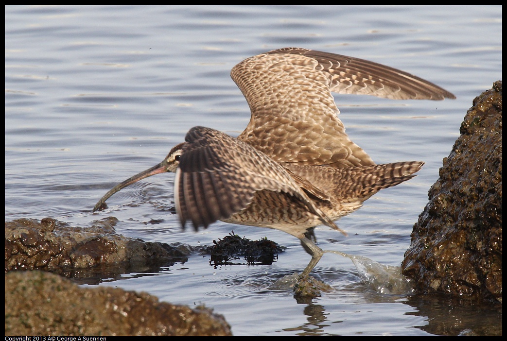 0216-094259-01.jpg - Whimbrel